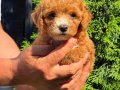 RED BONCUK GİBİ MALTİPO DİŞİ