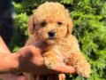 MALTİPO MİCRO TEACUP ERKEK