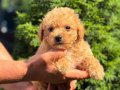 MALTİPO MİCRO TEACUP ERKEK