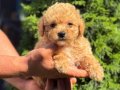 MALTİPO MİCRO TEACUP ERKEK