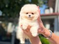 MİCRO TEACUP KARBEYAZ DİŞİ POMERANİAN BOO