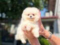 MİCRO TEACUP KARBEYAZ DİŞİ POMERANİAN BOO