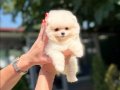 MİCRO TEACUP KARBEYAZ DİŞİ POMERANİAN BOO