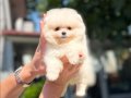 MİCRO TEACUP KARBEYAZ DİŞİ POMERANİAN BOO