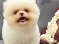AYICIK ÜST DÜZEY POMERANİAN BOO