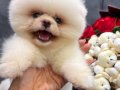 AYICIK ÜST DÜZEY POMERANİAN BOO