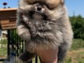 ORANGE SABLE BİBLO DİŞİ POMERANİAN BOO