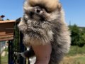 ORANGE SABLE BİBLO DİŞİ POMERANİAN BOO