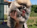 ORANGE SABLE BİBLO DİŞİ POMERANİAN BOO