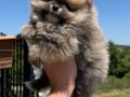 ORANGE SABLE BİBLO DİŞİ POMERANİAN BOO