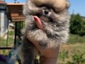 ORANGE SABLE BİBLO DİŞİ POMERANİAN BOO