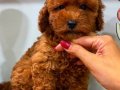 RED TOY POODLE DİŞİ
