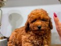 RED TOY POODLE DİŞİ