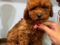 RED TOY POODLE DİŞİ
