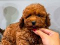 RED TOY POODLE DİŞİ