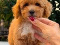 RED TEACUP MALTİPO ERKEK
