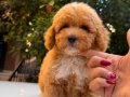 RED TEACUP MALTİPO ERKEK