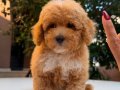 RED TEACUP MALTİPO ERKEK