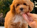 RED TEACUP MALTİPO ERKEK