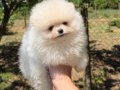 KUSURSUZ KARBEYAZ AYI SURAT POMERANİAN BOO