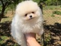 KUSURSUZ KARBEYAZ AYI SURAT POMERANİAN BOO
