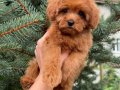 RED MALTİPO MİCRO TEACUP