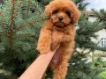 RED MALTİPO MİCRO TEACUP