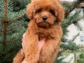 RED MALTİPO MİCRO TEACUP