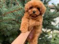 RED MALTİPO MİCRO TEACUP