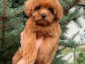 RED MALTİPO MİCRO TEACUP