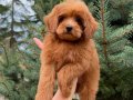 RED MALTİPO ERKEK ÜST DÜZEY MİCRO TEACUP