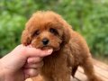KIVIR KIVIR MALTİPO RED DİŞİ 