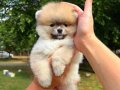 ORANGE DİŞİ PORTAKAL GİBİ POMERANİAN BOO