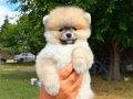 ORANGE DİŞİ PORTAKAL GİBİ POMERANİAN BOO