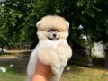 ORANGE DİŞİ PORTAKAL GİBİ POMERANİAN BOO