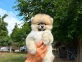 ORANGE DİŞİ PORTAKAL GİBİ POMERANİAN BOO