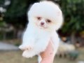MİCRO TEACUP POMERANİAN BOO KUSURSUZ KARBEYAZ 