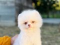 MİCRO TEACUP POMERANİAN BOO KUSURSUZ KARBEYAZ 