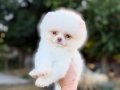 MİCRO TEACUP POMERANİAN BOO KUSURSUZ KARBEYAZ 