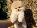 AYICIK KAFA POMERANİAN BOO TEDDY FACE