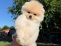 AYICIK KAFA POMERANİAN BOO TEDDY FACE