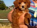 MALTİPOO BİBLO RED KG GARANTİLİ ERKEK