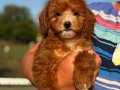 MALTİPOO BİBLO RED KG GARANTİLİ ERKEK