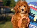 MALTİPOO BİBLO RED KG GARANTİLİ ERKEK