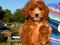 MALTİPOO BİBLO RED KG GARANTİLİ ERKEK