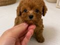DAHA MİNİĞİ YOK KORE MALTİPOO