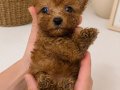 MALTİPO MİCRO TEACUP KORE