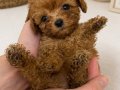 MALTİPO MİCRO TEACUP KORE