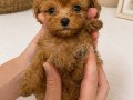 MALTİPO MİCRO TEACUP KORE