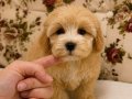 SÜTLÜ KAHVELİ MALTİPO BEBEK SURATLI KIZIMIZ